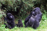 Gorilla Trekking