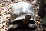 Testoasele Gigant Aldabra