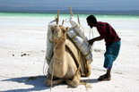 Djibouti
