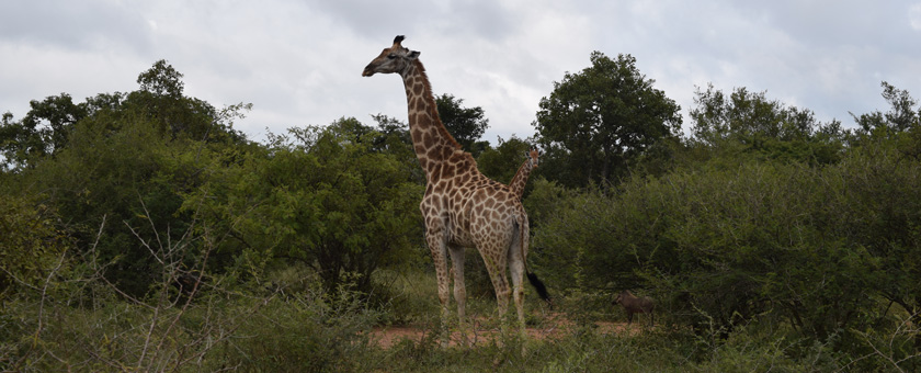Share a Trip - Circuit & Safari Africa de Sud, 11 zile