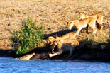 Africa de Sud Touch