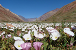 Essential Argentina