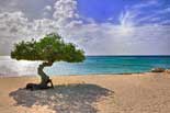 Aruba Touch