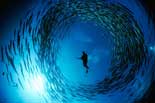 Dive in Curacao