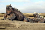 Discover Ecuador & Galapagos