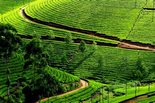 Kerala - taramul zeilor