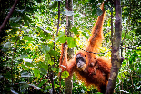 Sumatra Jungle Adventure