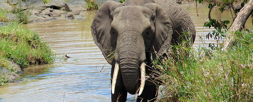 Share a Trip - Safari Kenya