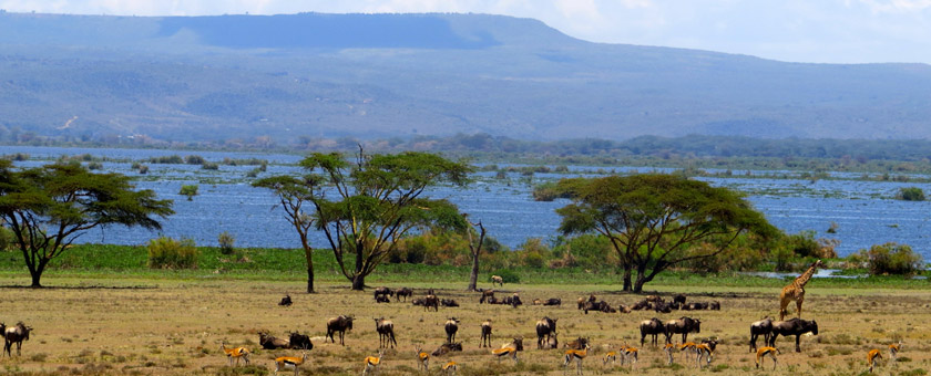 Safari Marea Migratie Kenya - iulie 2021