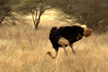 Discover Kenya