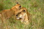 Kenya Touch