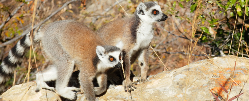 Share a Trip - Circuit Madagascar