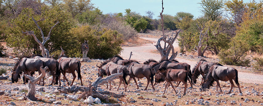 Discover Namibia, 12 zile - noiembrie 2020
