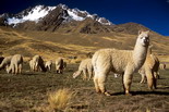 Peru Essential