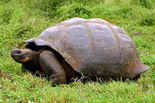 Discover Peru & Ecuador & Galapagos