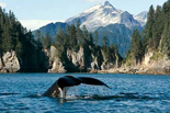 Discover Alaska