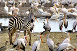 Tanzania Southern Parks & Zanzibar