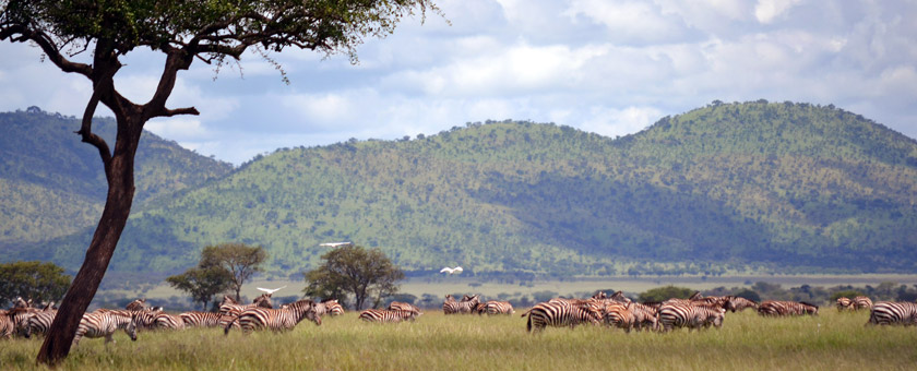Share a Trip -  Safari Tanzania