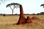 Tanzania Adventure