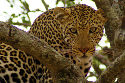 Tanzania Touch