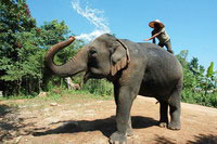 Discover Thailanda New Year 2010
