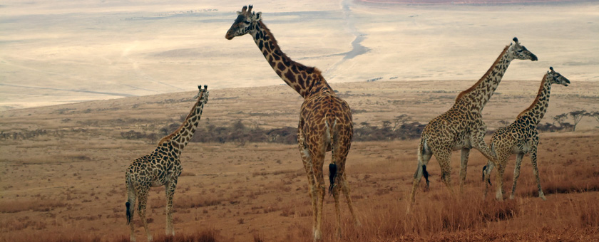 Share a Trip -  Safari Uganda