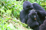 Highlights Uganda & Rwanda