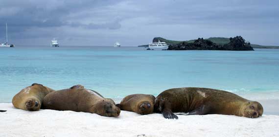 Galapagos Insula Espanola