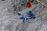 Tortuguero Tortuguero