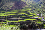Banaue