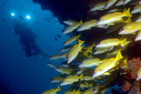 Diving