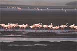 Lacul Natron