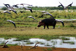Lacul Manyara