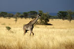 Serengeti