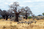 Tarangire
