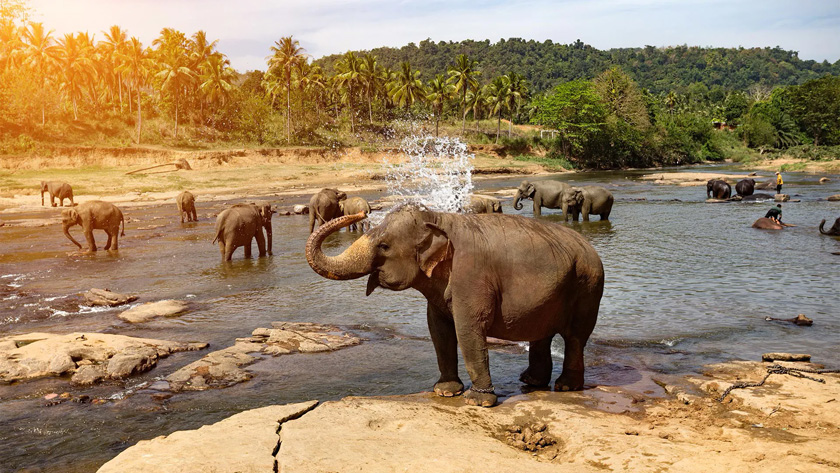 Circuit de grup - Discover Sri Lanka & Maldive, 12 zile - august 2021