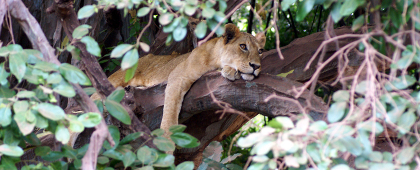 Share a Trip - Safari Tanzania