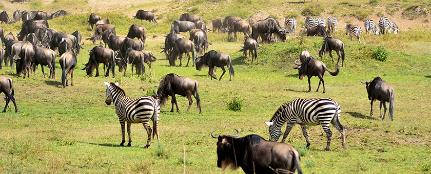 Explore Kenya & Tanzania
