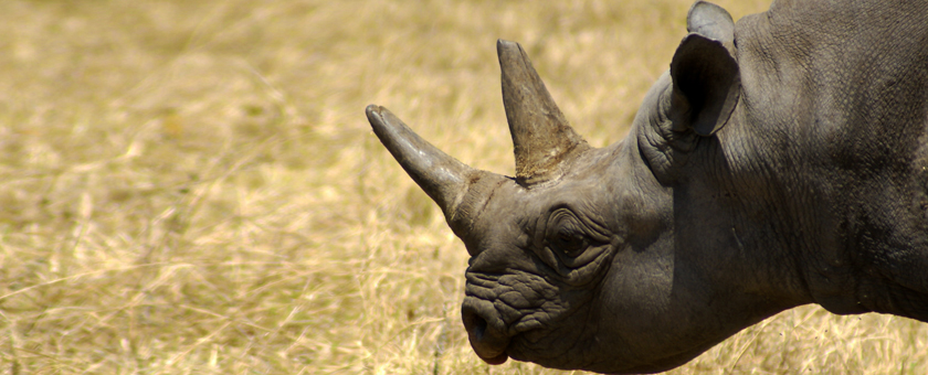 Share a Trip - Safari Tanzania & Sejur Zanzibar - ianuarie 2021