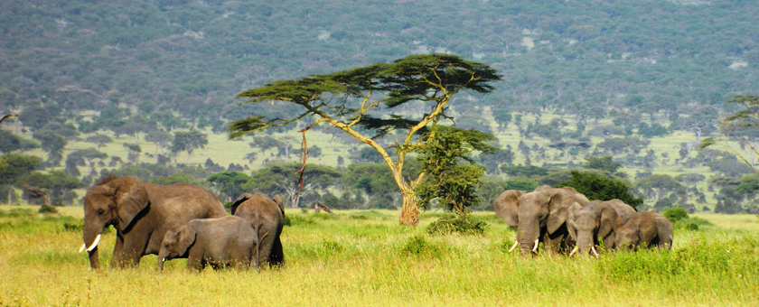 Discover Tanzania & Zanzibar - noiembrie 2020 - cu Razvan Pascu