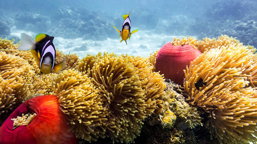 Sejur charter Zanzibar, 10 zile - 16 februarie 2021
